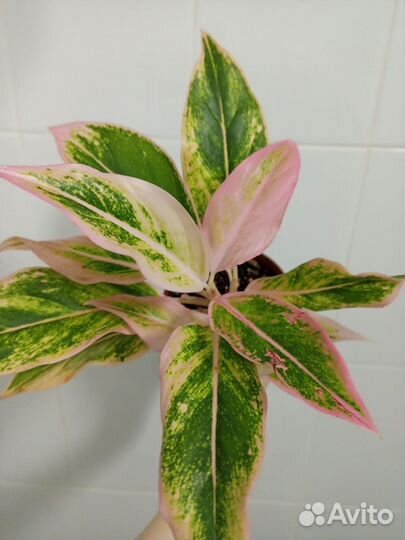 Аглаонема пинк aurora