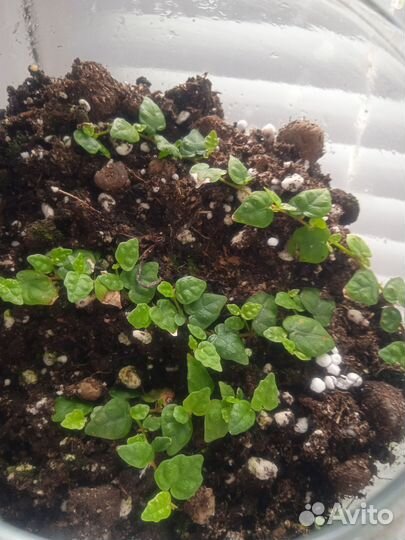 Фикус в вазе