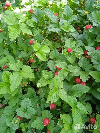 Многолетние садовые цветы