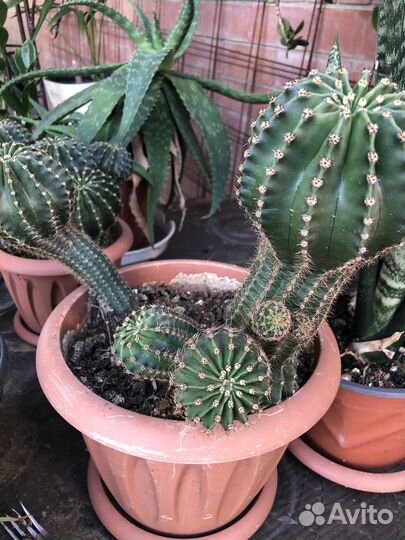 Комнатные цветы