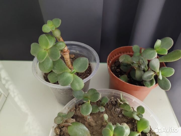 Толстянка денежное дерево