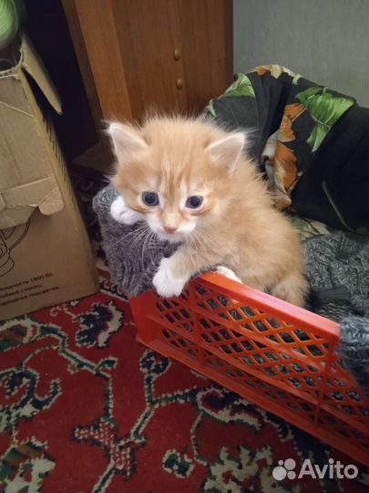 Котята бесплатно