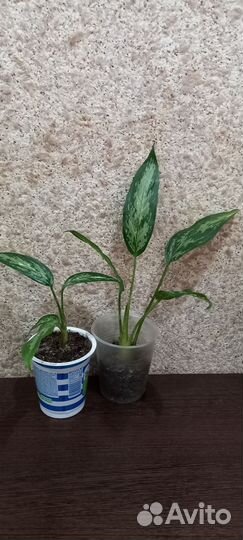 Аглаонема,Рео