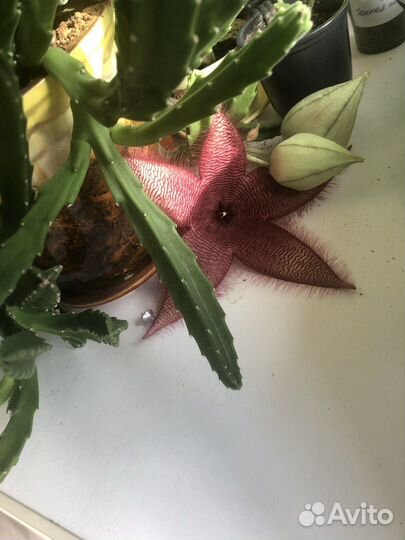 Разные растения