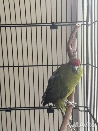 Попугай какарик