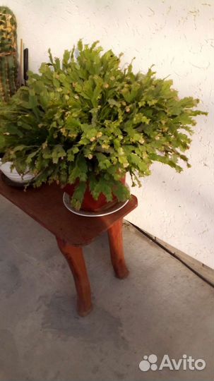 Комнатные цветы