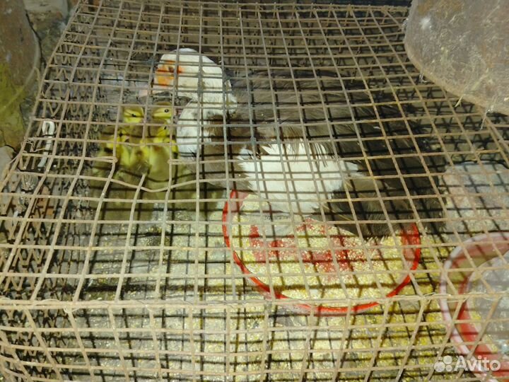 Индоутка мускусная утка с утятами