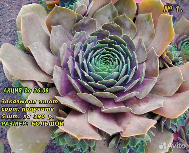 Многолетние Цветы/ Каменные розы/ Суккуленты)