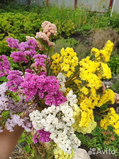 Букет сухоцветы статица