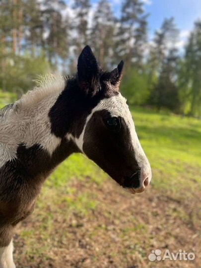 Жеребёнок кросс тинкер