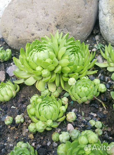 Молодило, многолетник для сада