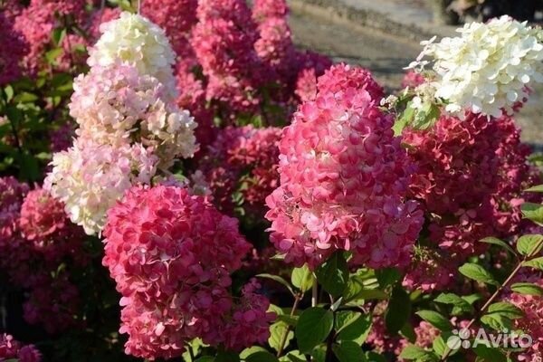 Гортензии карликовые из питомника растений