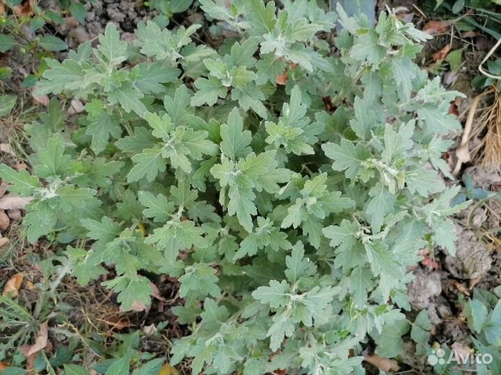 Хризантема шаровидная мультифлора