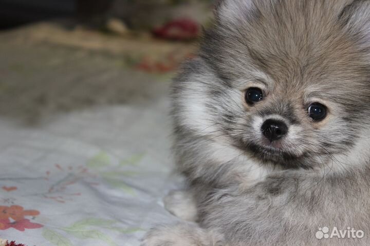 Щенки шпица