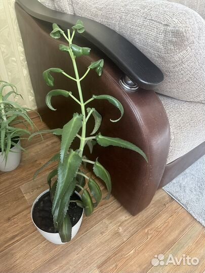 Каланхоэ лечебное