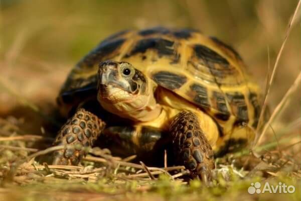Консультация по содержанию сухопутной черепахи