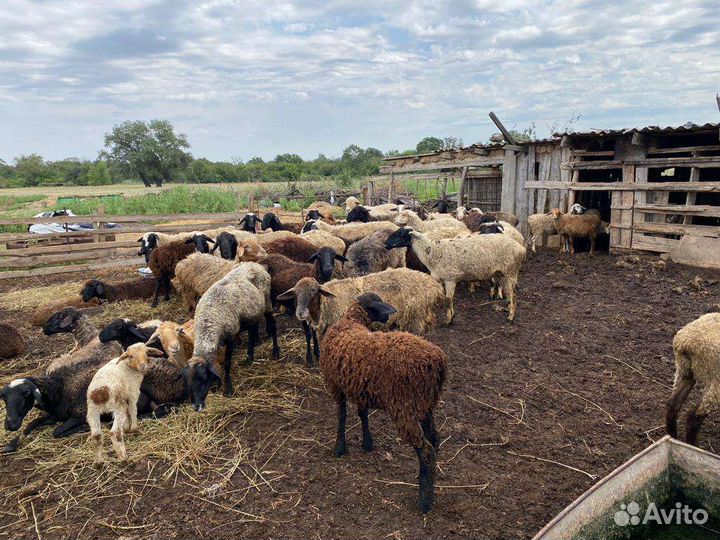 Овцы бараны ягнята