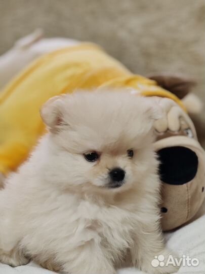Померанский шпиц тип мишка мини
