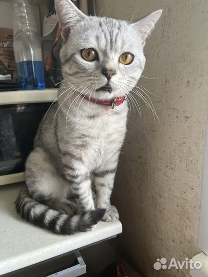 Шотландский кот вязка