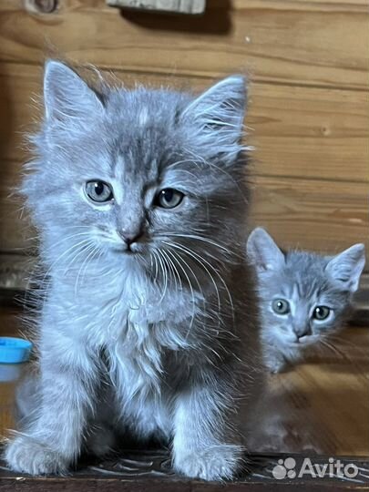 Котята девочки