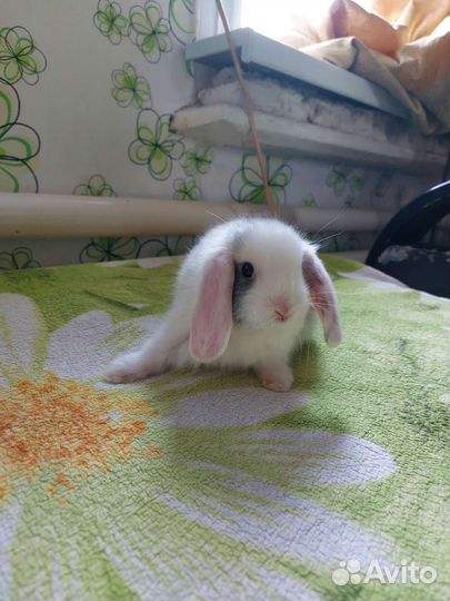 Декоративные кролики