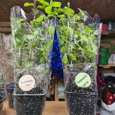 Комнатные растения цветы