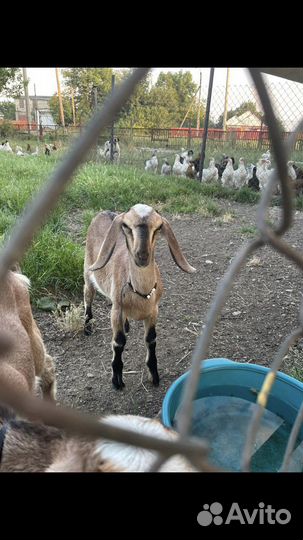 Нубийская козочка