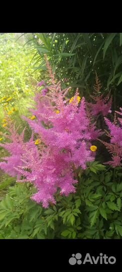 Садовые многолетники