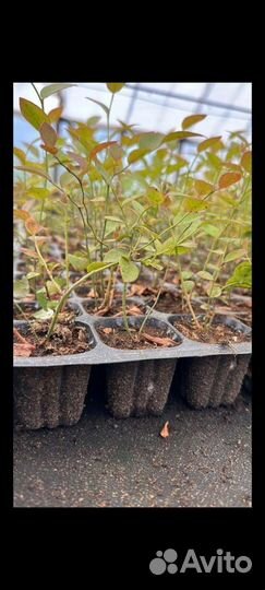 Голубика сортовая