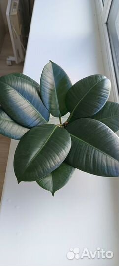 Фикус каучуконосный