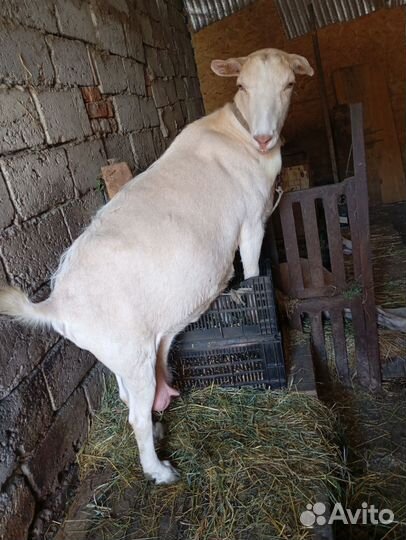 Продаем молочных коз