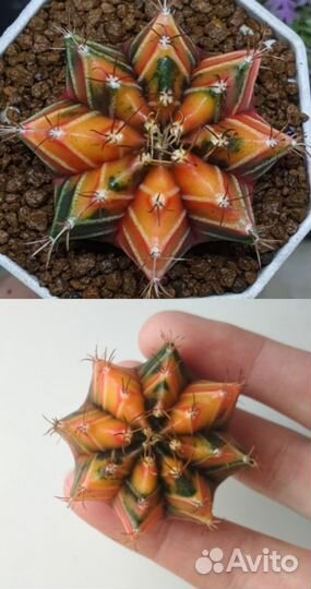 Вариегатные гибриды