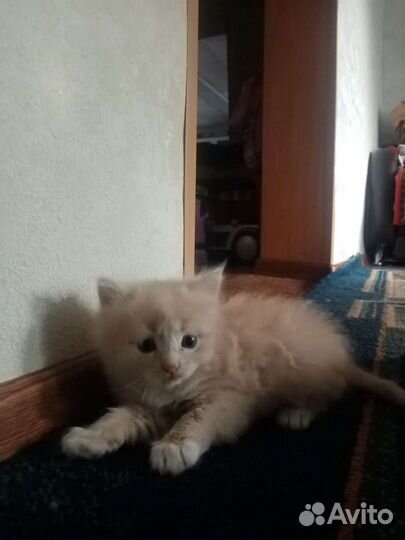 Котятки вислоушки