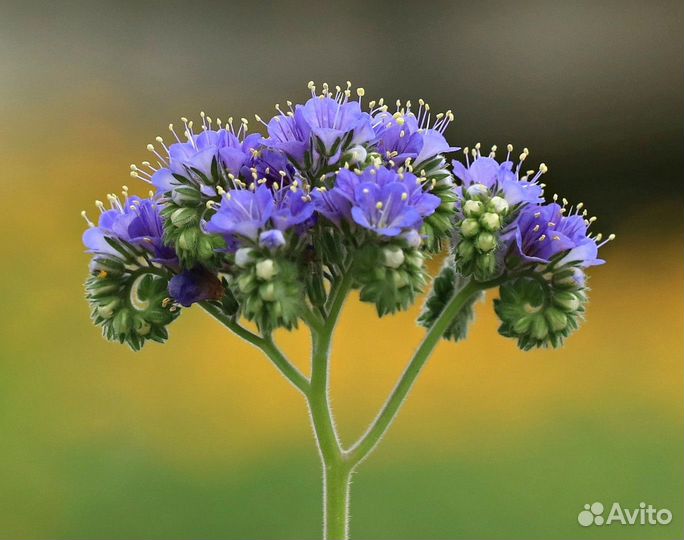 Фацелия, семена от производителя оптом