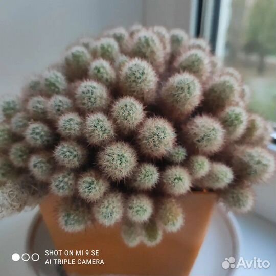 Кактус.Сингониум