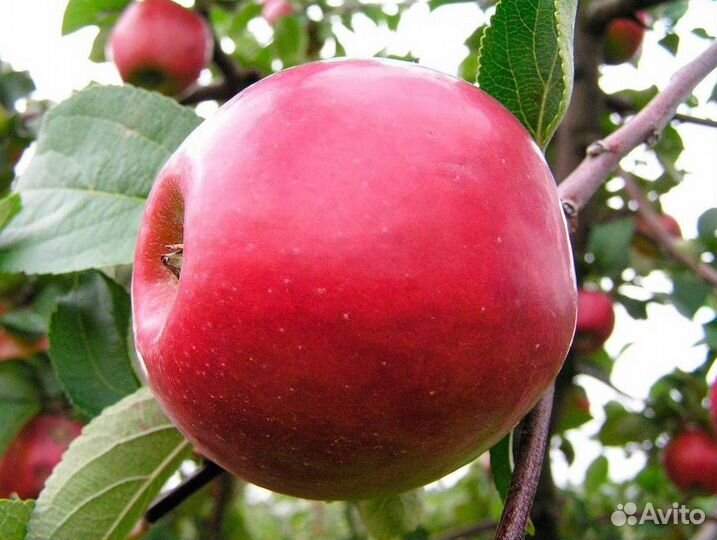 Саженцы яблони Красное раннее