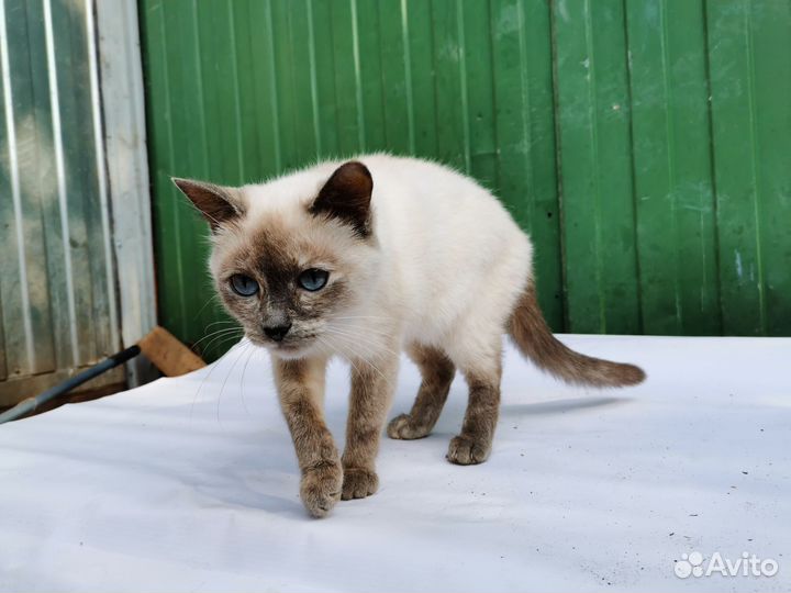 Кошки в добрые руки