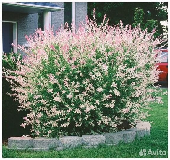 Ива хакуро нишики, агератум, статица