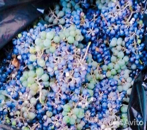 Виноград