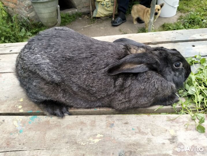 Кролики на племя