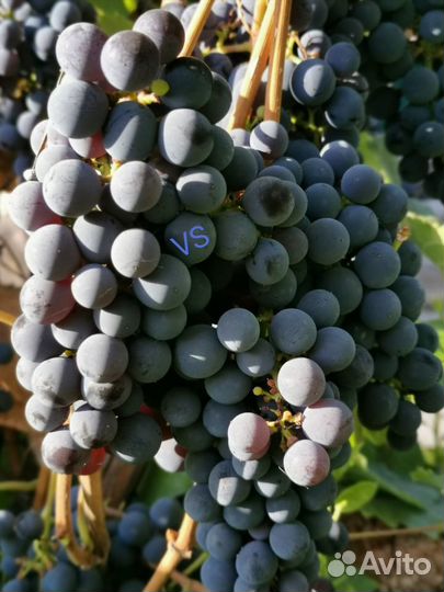 Саженцы винограда