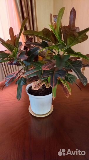 Кротон, аглаонема, сансивьерия