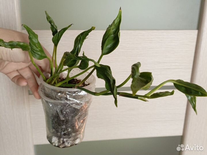 Сциндапсус годзилла