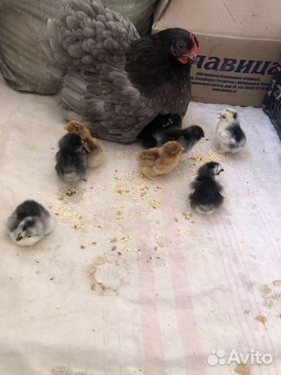 Куры карликовый кохинхин