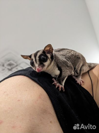 Белка летяга