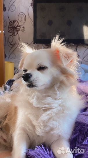 Няня для животных, выгул собак