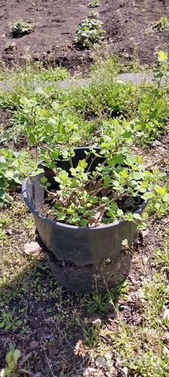 Саженцы крыжовника