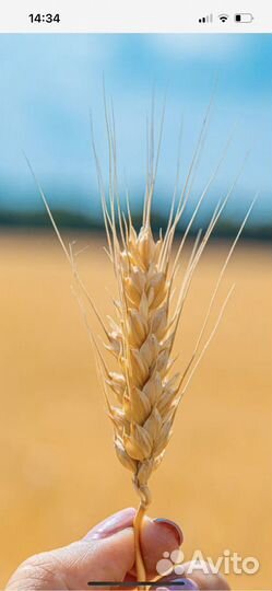 Декларация соответствия на пшеницу зерновые