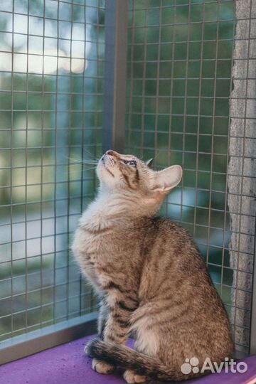 Котик в добрые руки