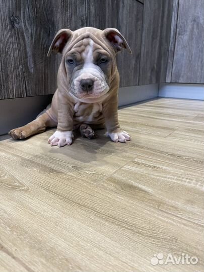 Американский Булли Мальчик